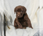Small Photo #5 Labrador Retriever Puppy For Sale in EAST EARL, PA, USA