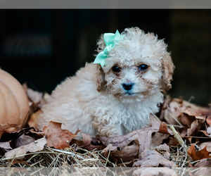 Cavapoo-Poodle (Miniature) Mix Puppy for sale in LIBERTY, KY, USA