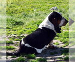 Small #1 Basset Hound