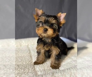 Yorkshire Terrier Puppy for sale in JACKSONVILLE, FL, USA