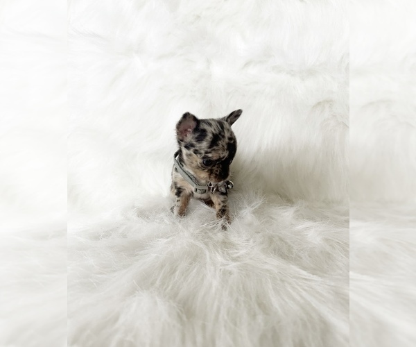 Medium Photo #4 Chihuahua Puppy For Sale in SACRAMENTO, CA, USA