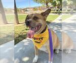 JAMES BROWN - Male Mutt Dog for Adoption - Small photo