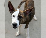Small Catahoula Leopard Dog Mix