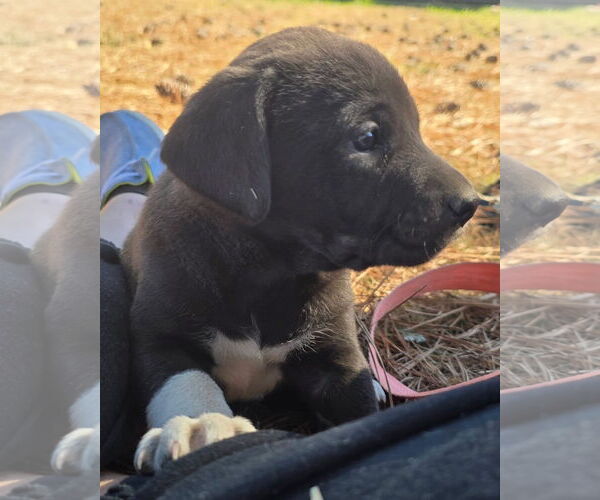 Medium Photo #2 Labrador Retriever-Unknown Mix Puppy For Sale in Alexander, AR, USA