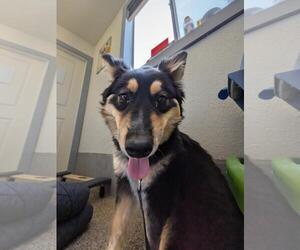 Gerberian Shepsky Dogs for adoption in Incline Village, NV, USA