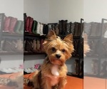 Small Photo #1 Yorkshire Terrier Puppy For Sale in VIRGINIA BEACH, VA, USA