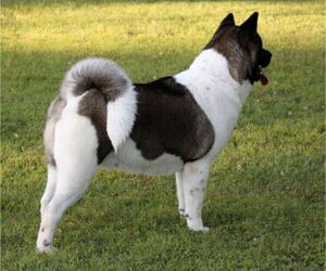 Mother of the Akita puppies born on 08/22/2026