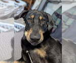 Small Doberman Pinscher Mix