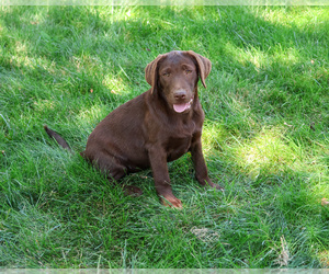 Labrador Retriever Puppy for Sale in SYRACUSE, Indiana USA