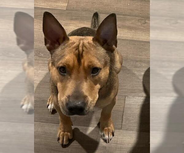 Medium Photo #1 Staffordshire Bull Terrier-Unknown Mix Puppy For Sale in Pasadena, TX, USA