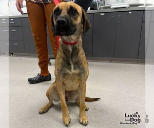 Black Mouth Cur-Labrador Retriever Mix Dogs for adoption in Washington, DC, USA