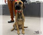 Mystique - Female Black Mouth Cur-Labrador Retriever Mix Dog for Adoption - Small photo
