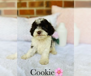 Cockapoo Puppy for sale in MURFREESBORO, TN, USA