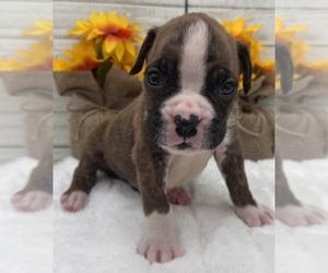 Boxer Puppy for sale in PAWNEE CITY, NE, USA