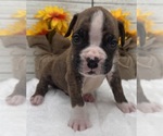 Image preview for Ad Listing. Nickname: AKC Prince