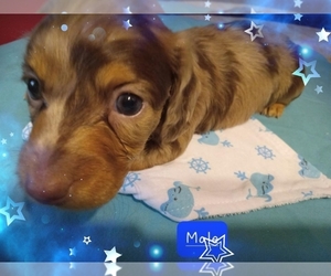Dachshund Puppy for sale in LAFAYETTE, IN, USA