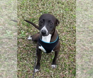 Tootsie - Female Labrador Retriever-Unknown Mix Dog for Adoption - Photo #2