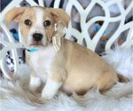 Small Photo #3 American Bulldog-Dachshund Mix Puppy For Sale in Anaheim Hills, CA, USA