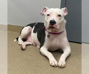 American Pit Bull Terrier Dogs for adoption in Aurora, CO, USA