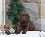 Small Photo #5 Labrador Retriever Puppy For Sale in EPHRATA, PA, USA