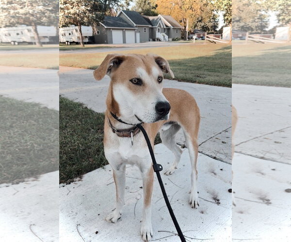 Medium Photo #2 Great Dane-Siberian Husky Mix Puppy For Sale in Estherville, IA, USA