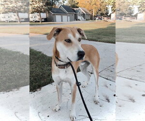 Tug - Male Great Dane-Siberian Husky Mix Dog for Adoption - Photo #2