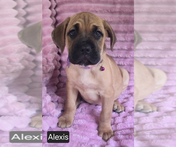 Medium Photo #14 Cane Corso Puppy For Sale in MINERAL WELLS, WV, USA