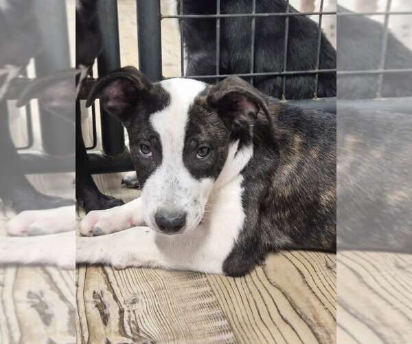 Medium Photo #1 Labrador Retriever-Unknown Mix Puppy For Sale in Bolivar, MO, USA