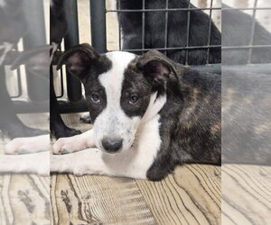 Labrador Retriever-Unknown Mix Dogs for adoption in Bolivar, MO, USA