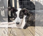 Jet Blue - Male Labrador Retriever-Unknown Mix Dog for Adoption - Small photo