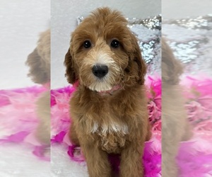 Goldendoodle (Miniature) Puppy for sale in BULLARD, TX, USA