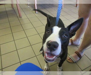 Mutt Dogs for adoption in Ocala, FL, USA
