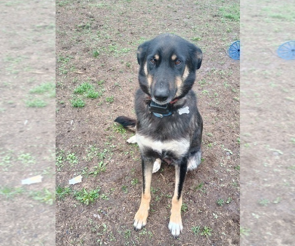 Medium Photo #1 German Shepherd Dog-Siberian Husky Mix Puppy For Sale in MORA, MN, USA