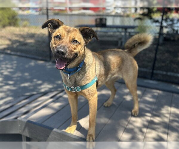 Medium Photo #1 German Shepherd Dog-Unknown Mix Puppy For Sale in Berkeley , CA, USA