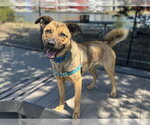 Small German Shepherd Dog Mix