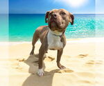 Small #10 American Pit Bull Terrier
