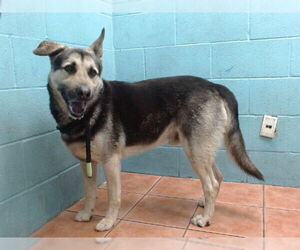 German Shepherd Dog-Siberian Husky Mix Dogs for adoption in Downey, CA, USA