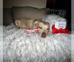 Small #24 American Pit Bull Terrier Mix