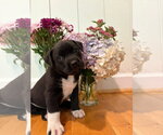 Small #1 American Staffordshire Terrier-Labrador Retriever Mix