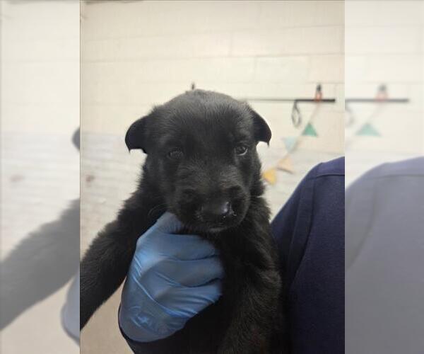 Medium Photo #2 German Shepherd Dog Puppy For Sale in San Bernardino, CA, USA