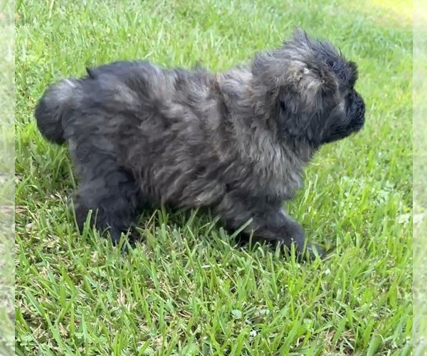 Medium Photo #9 Bouvier Des Flandres Puppy For Sale in WALKER, LA, USA