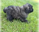 Small #8 Bouvier Des Flandres
