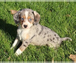 Beagle-Miniature Australian Shepherd Mix Puppy for sale in FREDERICKSBURG, OH, USA