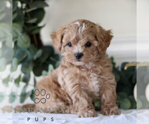 Cavachon-Cavapoo Mix Puppy for sale in GORDONVILLE, PA, USA
