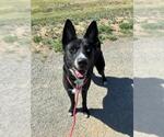 Small Siberian Husky Mix