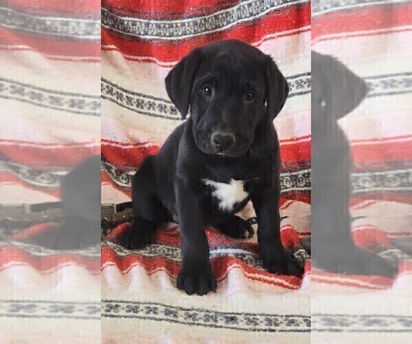 Medium Photo #100 Labrador Retriever Puppy For Sale in MERIDEN, KS, USA