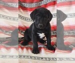 Small #3 Labrador Retriever