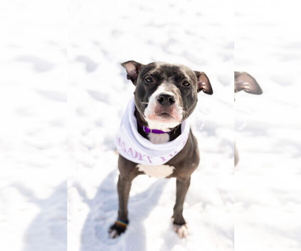 Medium Photo #4 Mutt Puppy For Sale in Crete, IL, USA