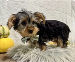 Small #7 Yorkshire Terrier