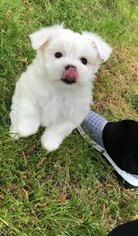 Morkie Puppy for sale in MONTGOMERY, TX, USA